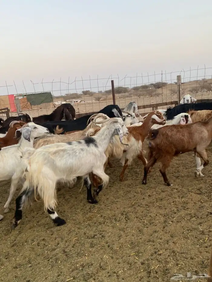 للبيع معزا مصريات وعوارض وحريات بالفحل مضاريع ودفيع 0