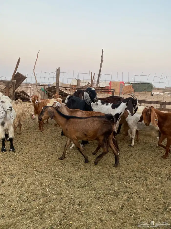 للبيع معزا مصريات وعوارض وحريات بالفحل مضاريع ودفيع 14