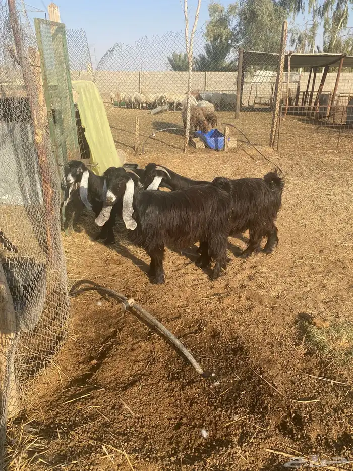 معزى عوارض مضاريع 3 1