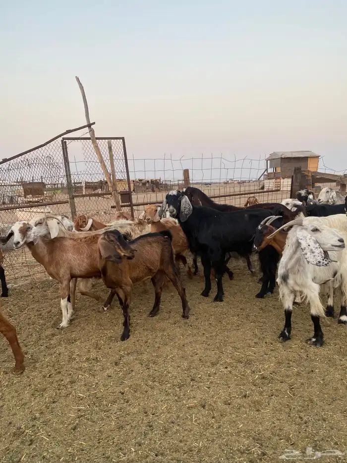 للبيع معزا مصريات وعوارض وحريات بالفحل مضاريع ودفيع 16