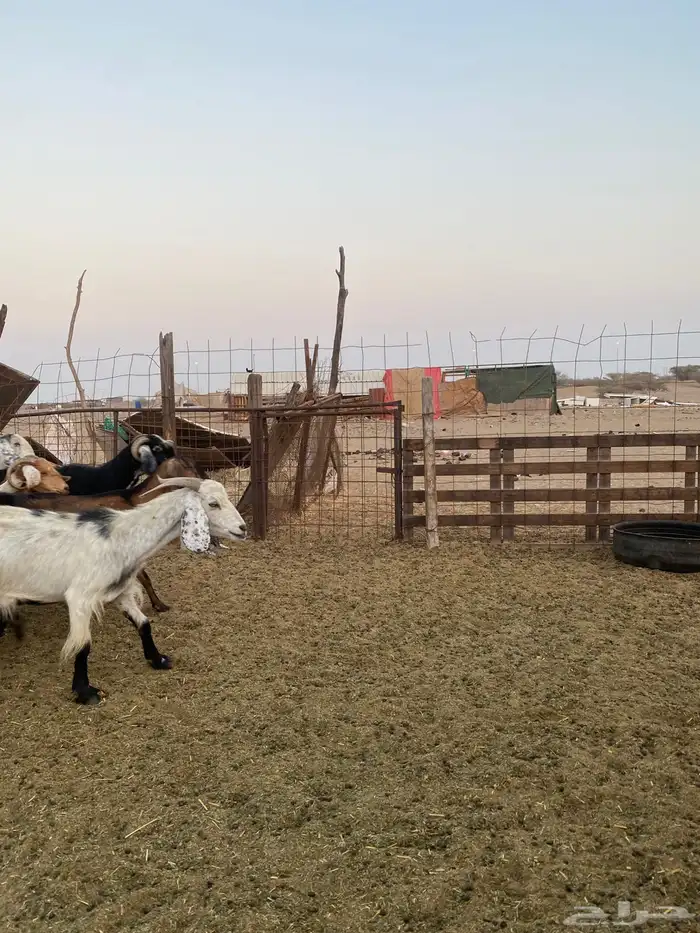 للبيع معزا مصريات وعوارض وحريات بالفحل مضاريع ودفيع 2