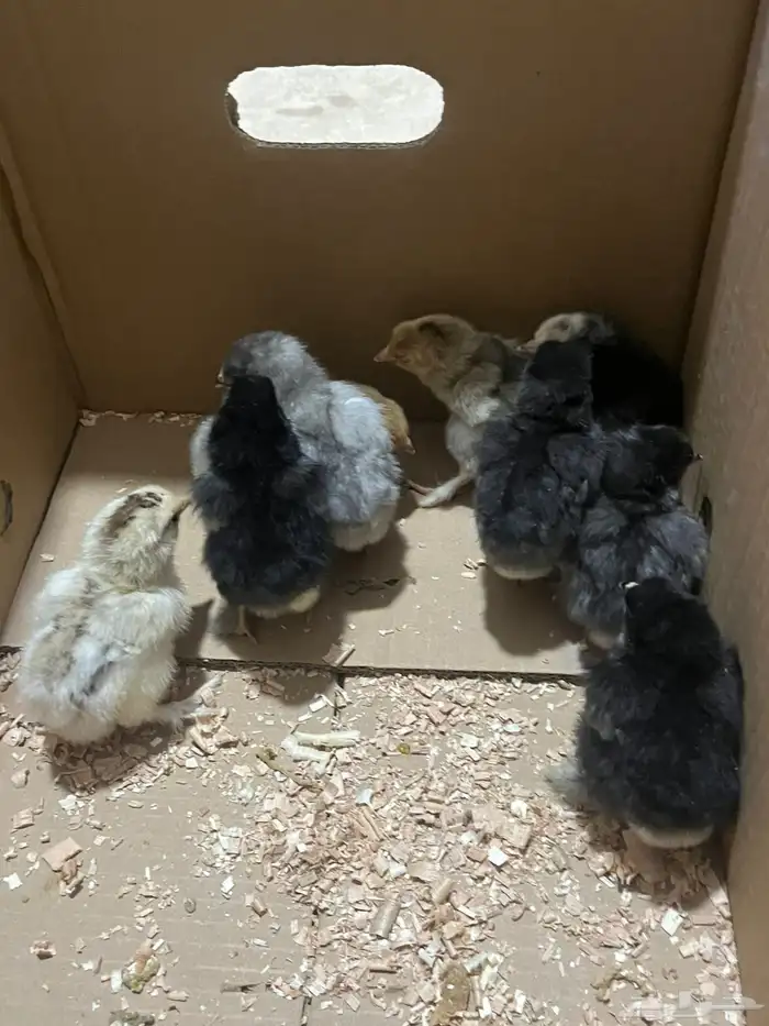 صيصان براهما كولمبي   ملونات 3