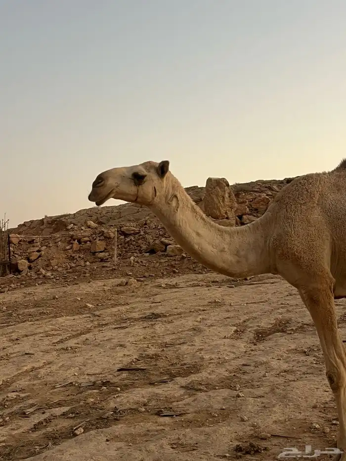 ابل للبيع 4