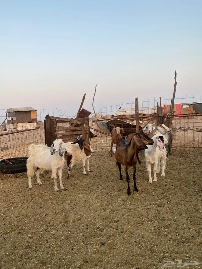 للبيع معزا مصريات وعوارض وحريات بالفحل مضاريع ودفيع 7