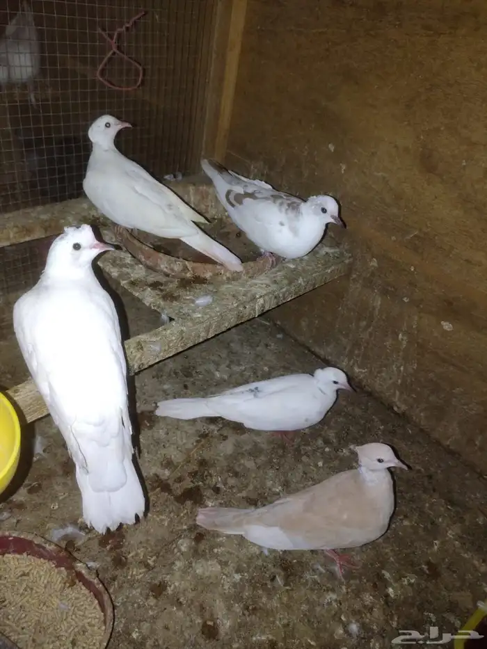 للبيع حمام ياكريم 0