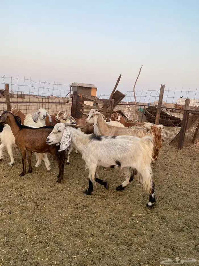 للبيع معزا مصريات وعوارض وحريات بالفحل مضاريع ودفيع 12