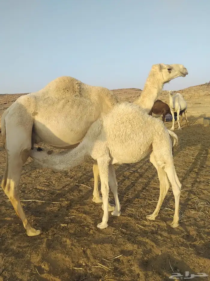 انياق عشاير 8