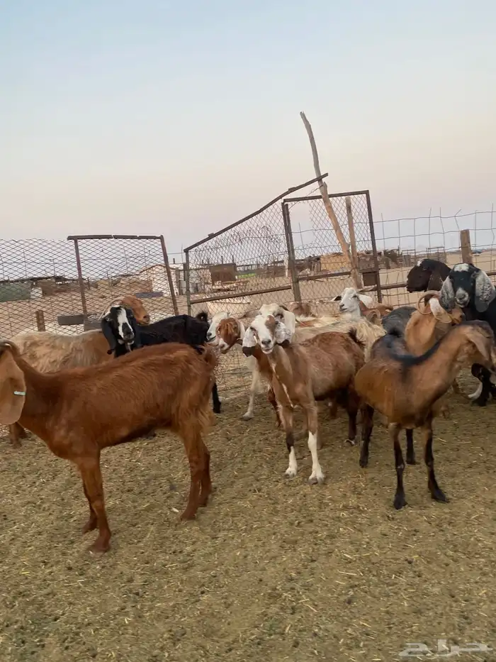 للبيع معزا مصريات وعوارض وحريات بالفحل مضاريع ودفيع 9