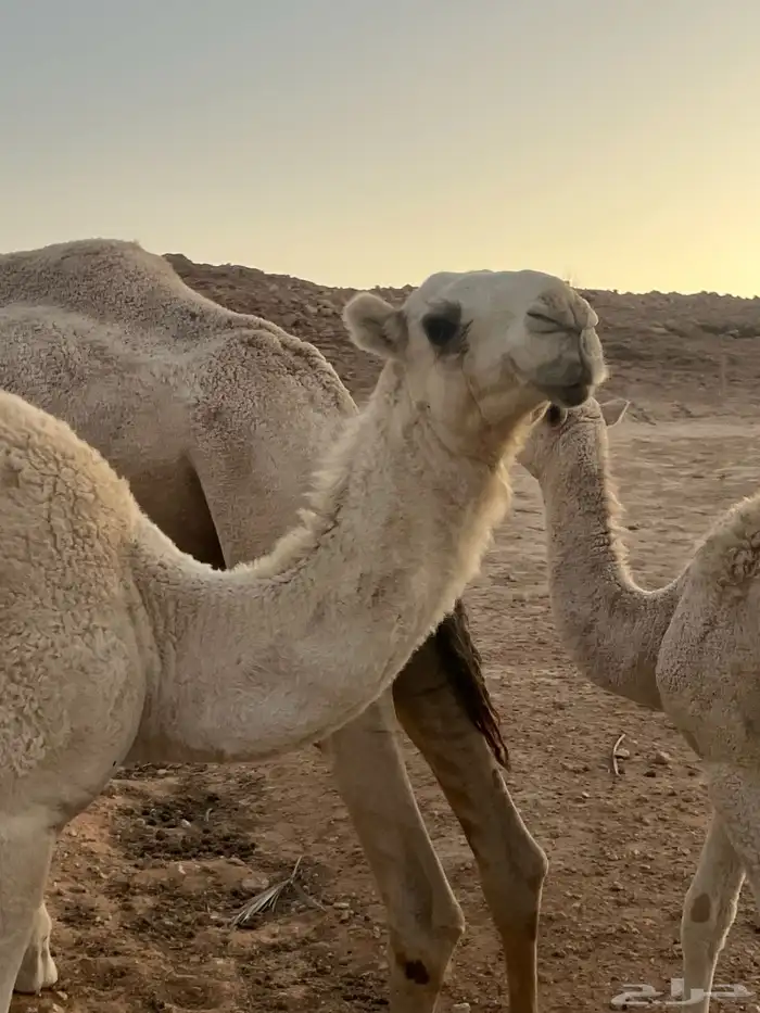 ابل للبيع 3