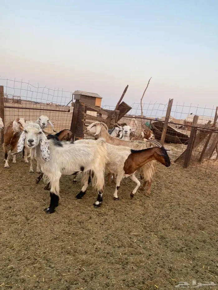 للبيع معزا مصريات وعوارض وحريات بالفحل مضاريع ودفيع 11