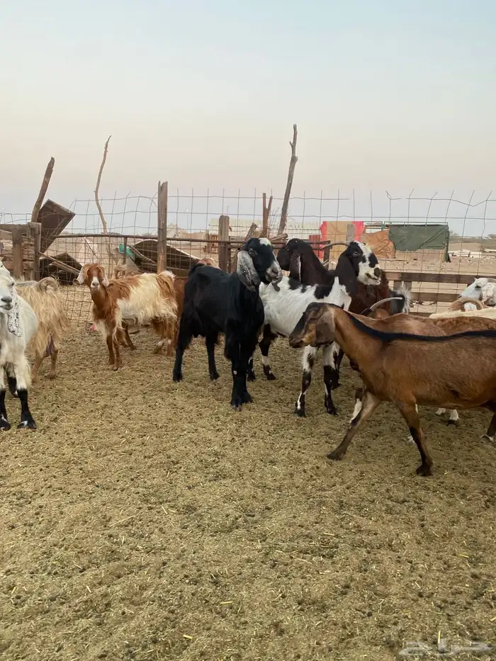 للبيع معزا مصريات وعوارض وحريات بالفحل مضاريع ودفيع 17