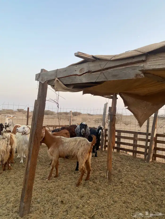 للبيع معزا مصريات وعوارض وحريات بالفحل مضاريع ودفيع 1