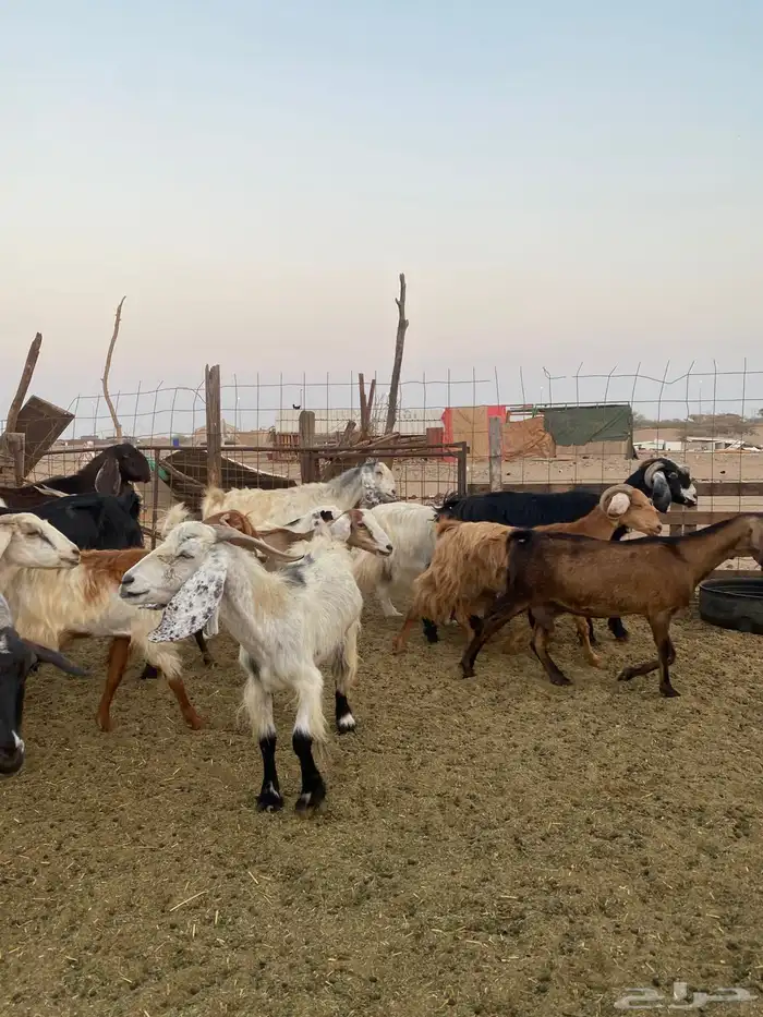 للبيع معزا مصريات وعوارض وحريات بالفحل مضاريع ودفيع 15