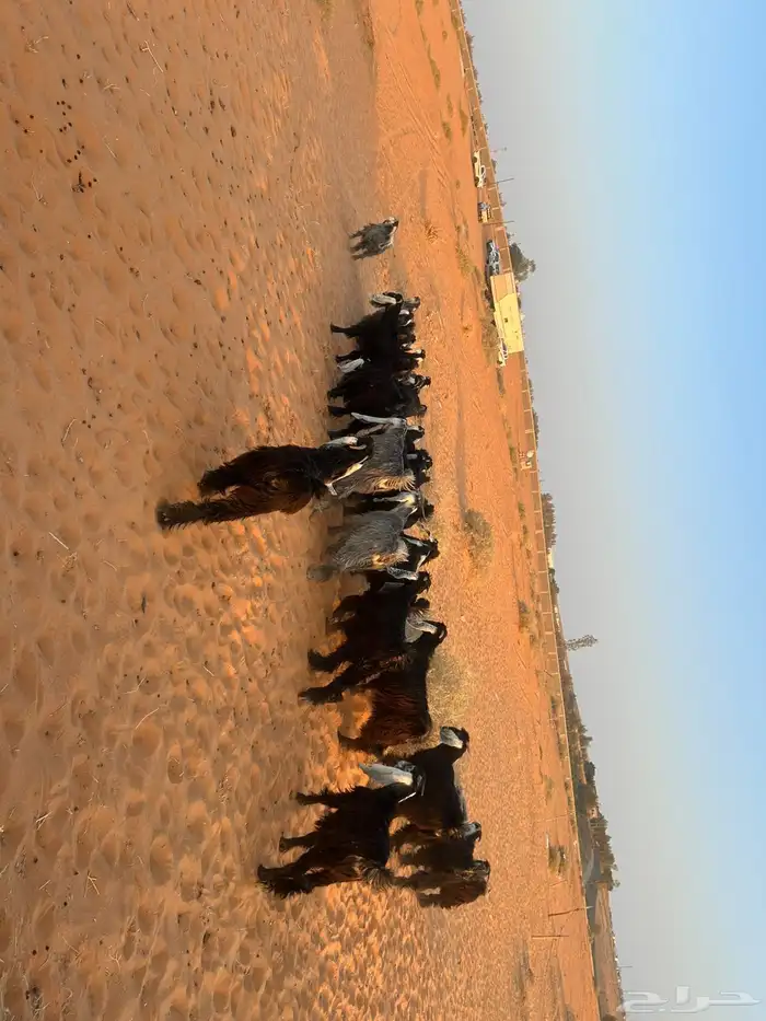 ماعز 3