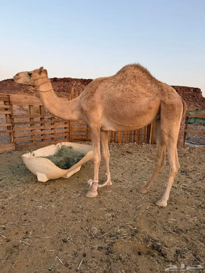 بكره حره بكر 1