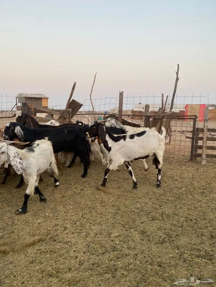 للبيع معزا مصريات وعوارض وحريات بالفحل مضاريع ودفيع 8