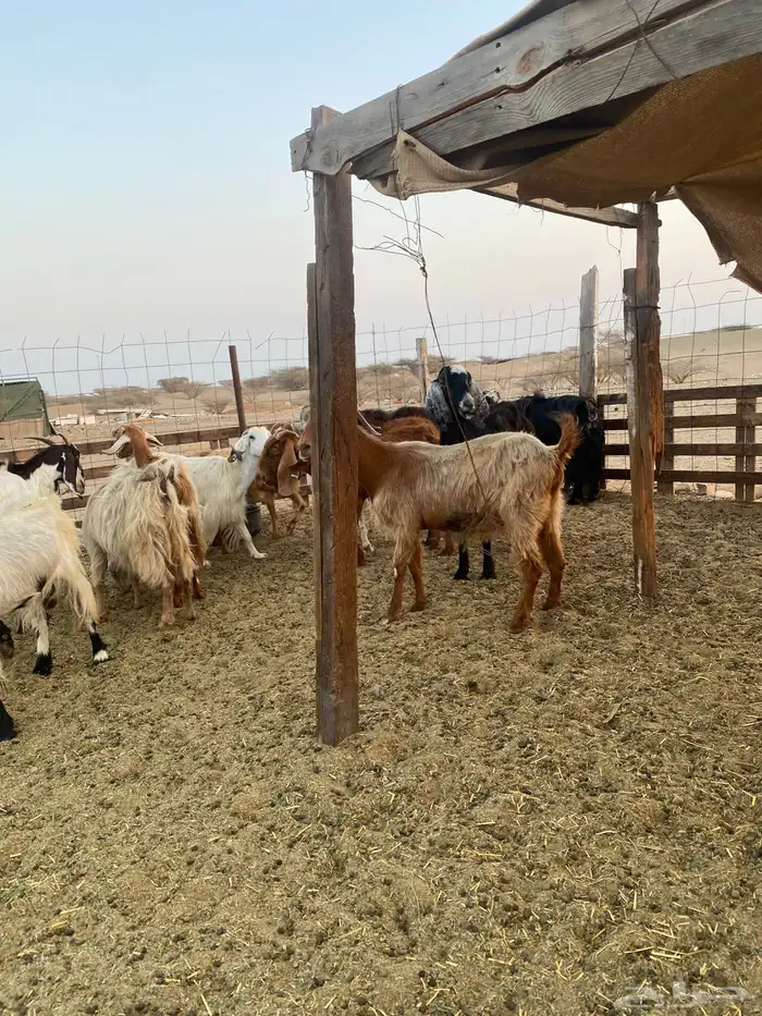 للبيع معزا مصريات وعوارض وحريات بالفحل مضاريع ودفيع 4