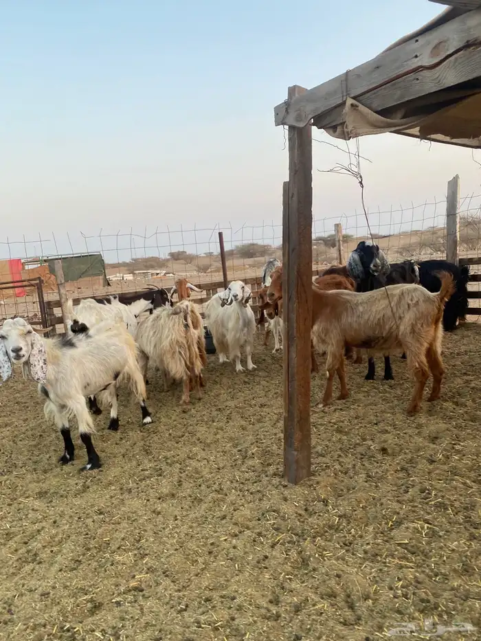 للبيع معزا مصريات وعوارض وحريات بالفحل مضاريع ودفيع 3