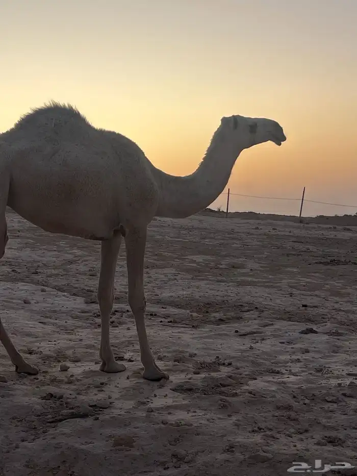 ابل للبيع 0