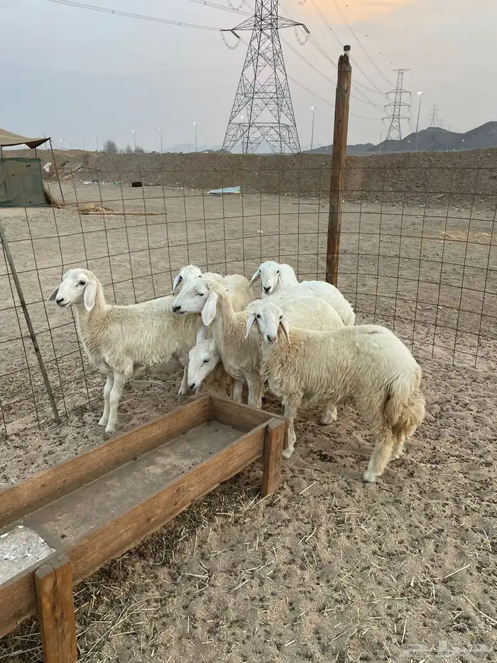 ذبايح بريه ونظيفه طليان ورخال للبيع 0