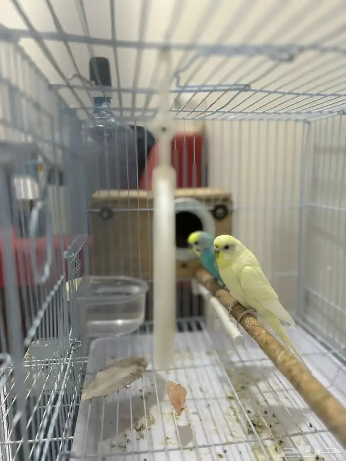 للبيع زوج بادجي منتج 5