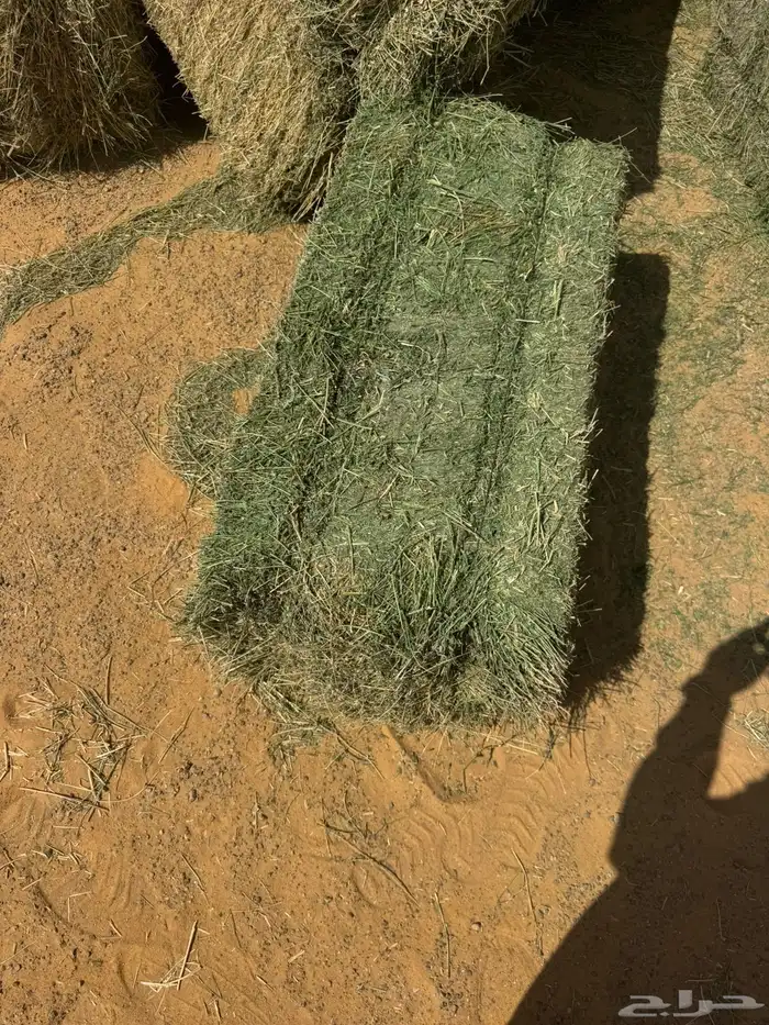 اعلاف ابو نجم الشراري 3