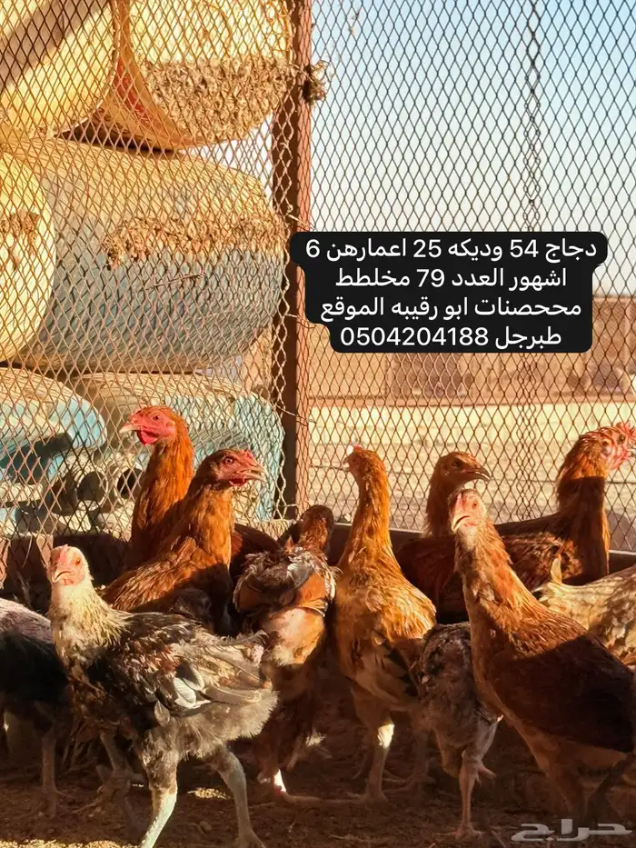 دجاج وديكه 0