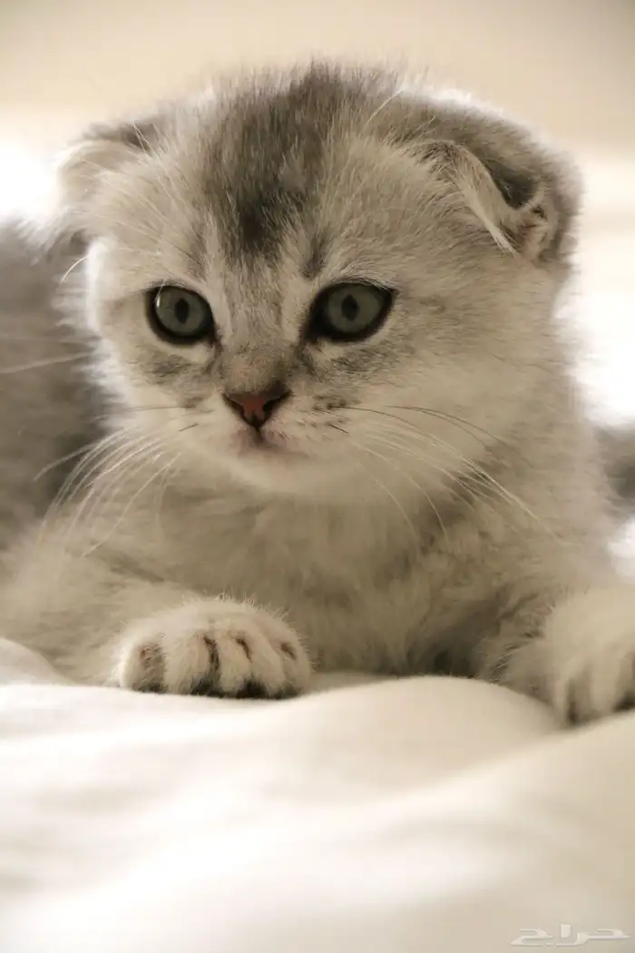 كيتن سكوتش فولد انثى 2