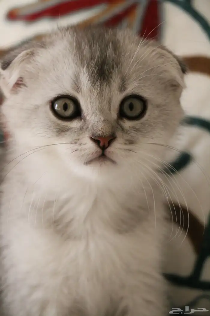 كيتن سكوتش فولد انثى 1