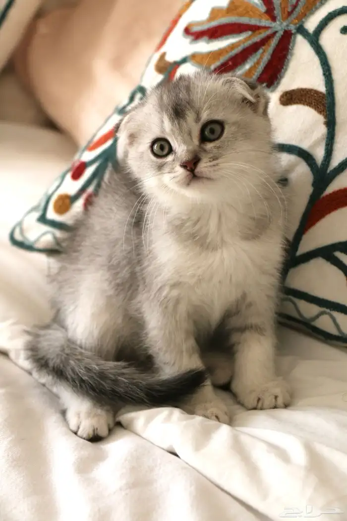 كيتن سكوتش فولد انثى 0