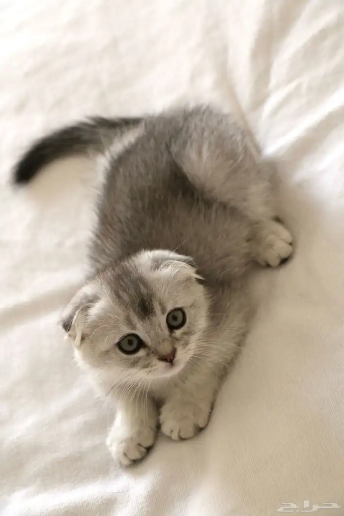 كيتن سكوتش فولد انثى 3