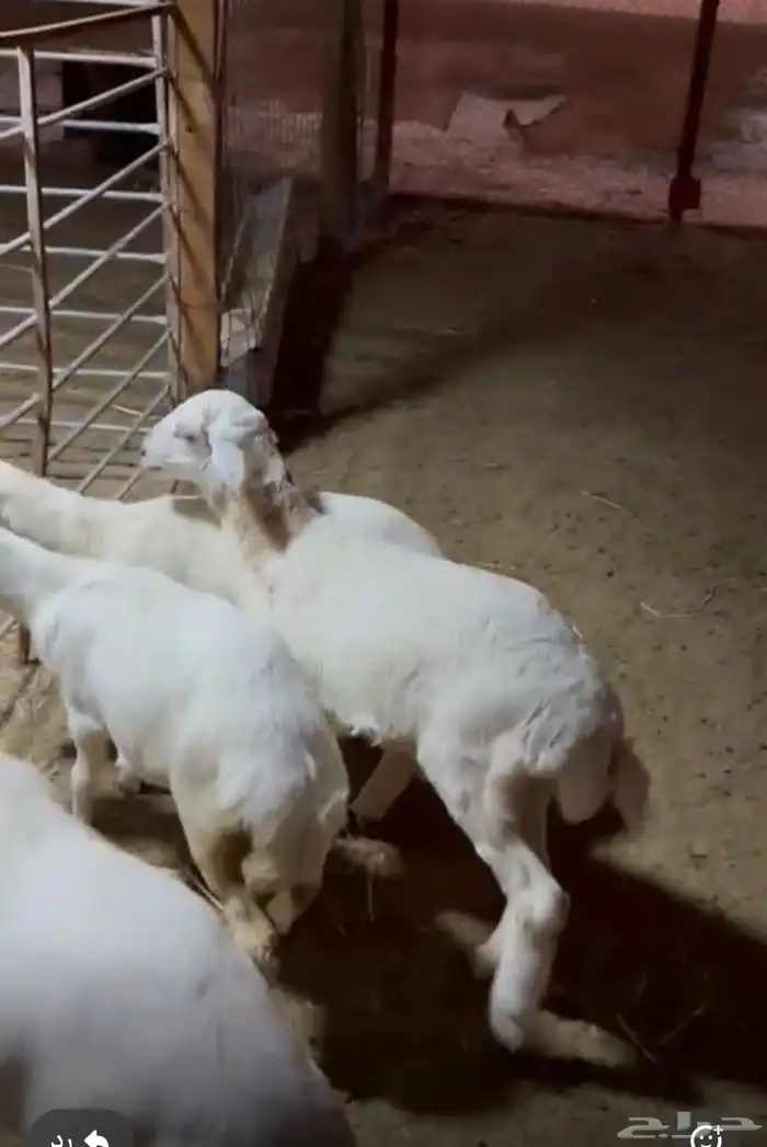 هرافا لبانيه تحت امهاتها 0