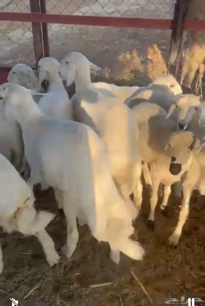 بهم مناسبات 2