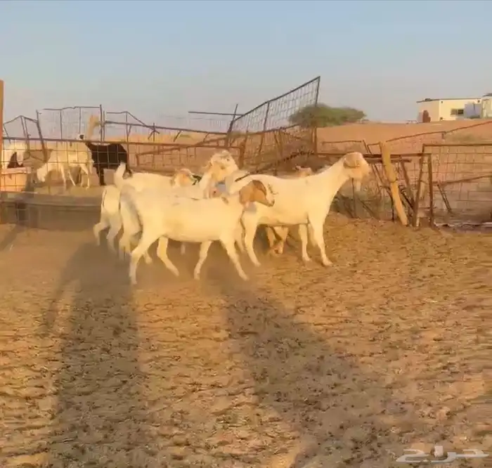 معزا هجين سانين بورقت ((( تم البيع ))) 0