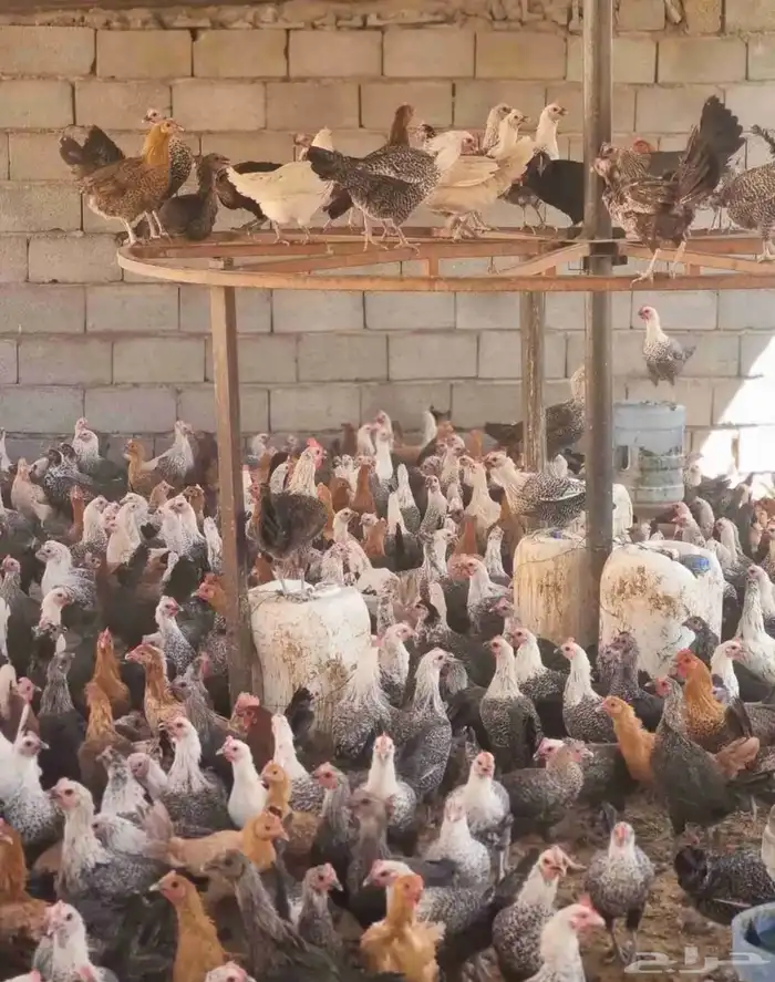 دجاج فيومي بياض 1