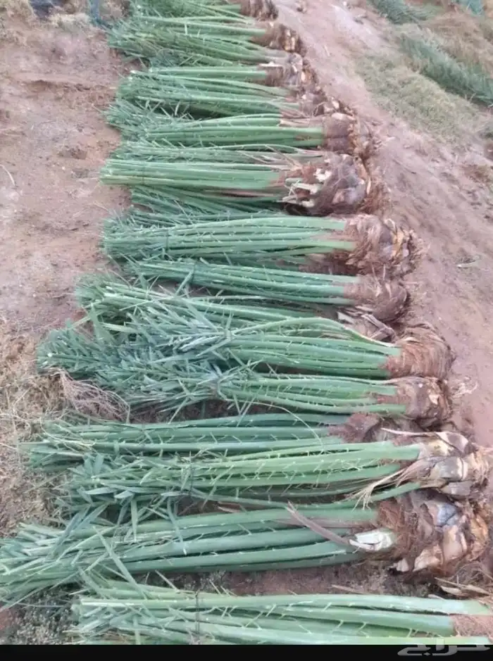 فسائل نخل برني العيص كعيمر العيص 0