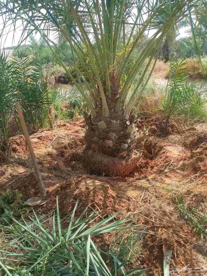 نخل وجثايث القصيم نخل طيب سعرنا مناسب جميع المقاسات موجوده 5