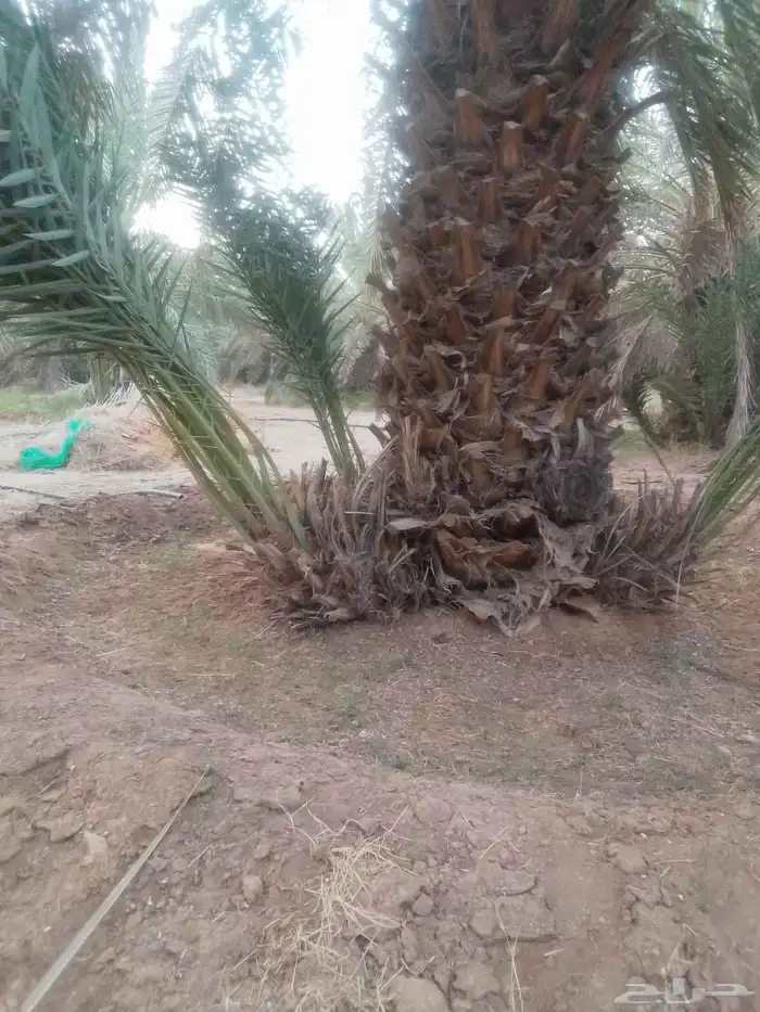 فروخ نخل للبيع 1