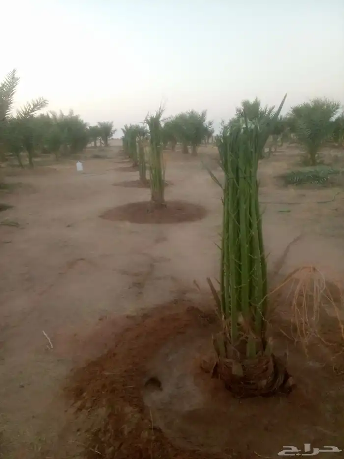 نخل اخلاص صقعي مجدول هلالي برحي وجميع انواع متوفره 3