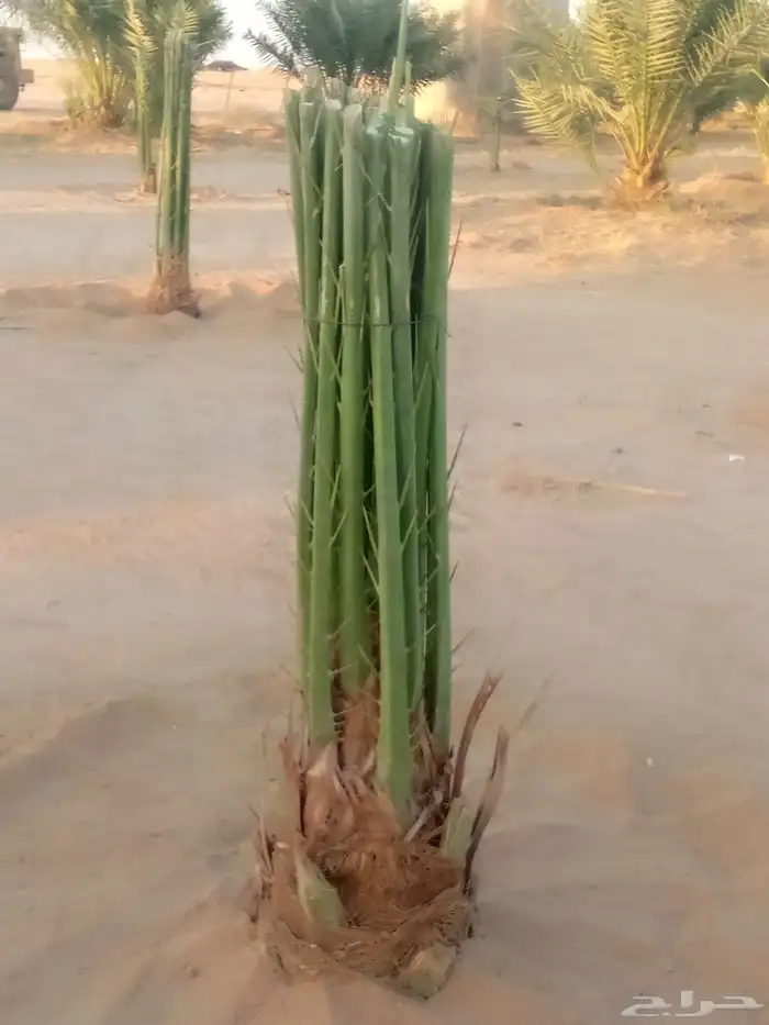 نخل اخلاص صقعي مجدول هلالي برحي وجميع انواع متوفره 7