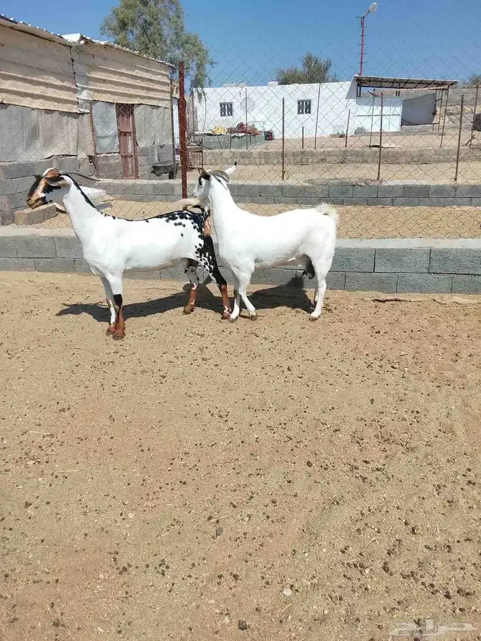 للبيع ثنتين معزاء 1