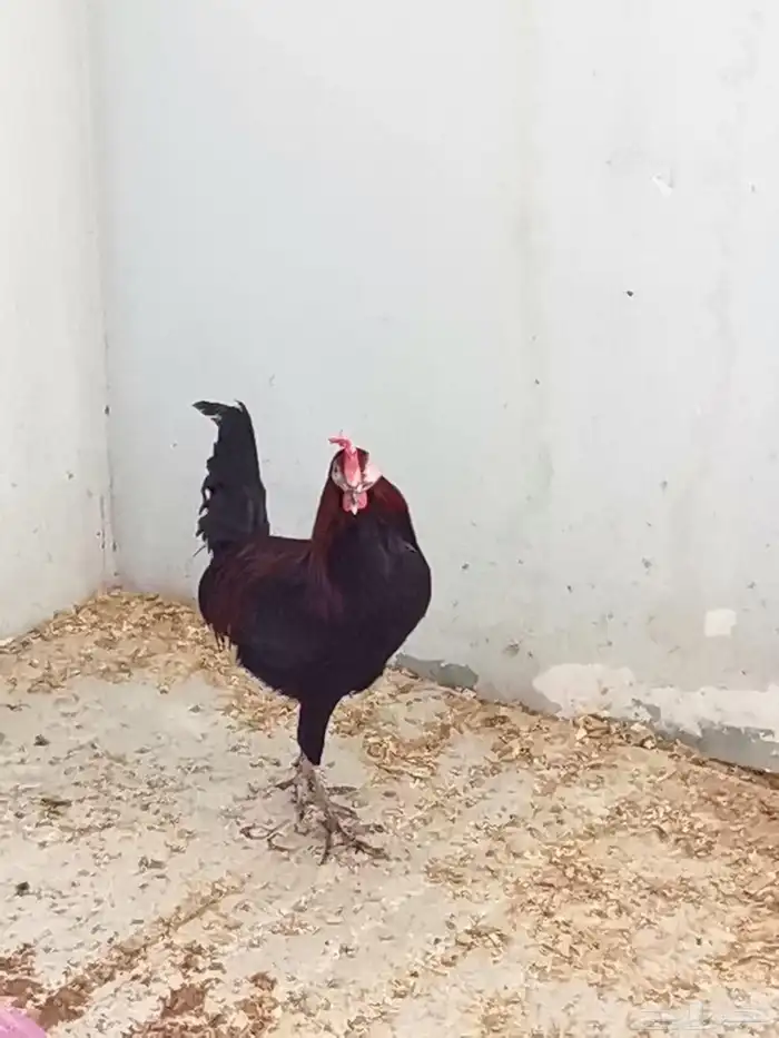 ديك بلدي 2