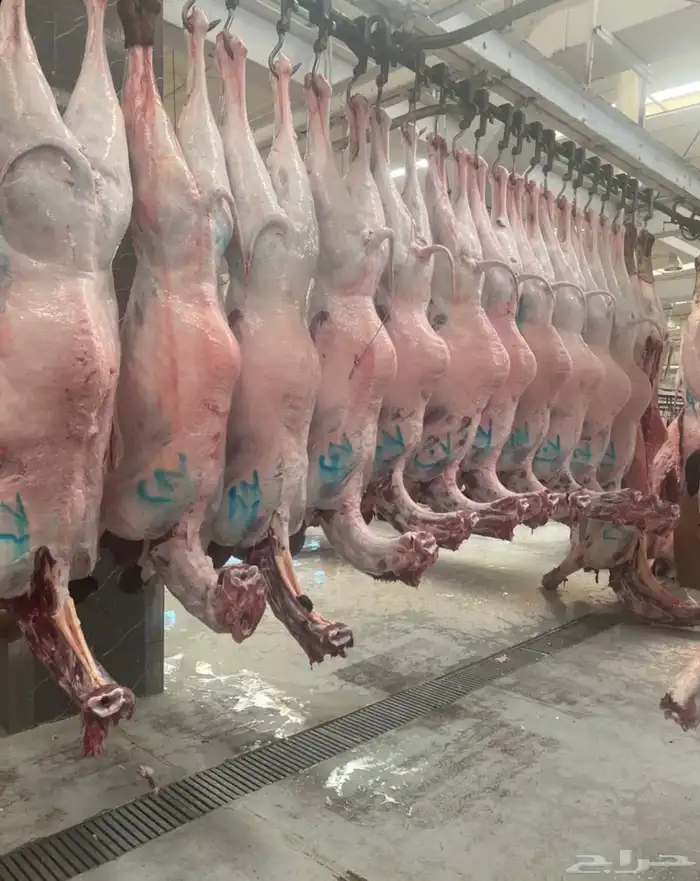 معلم ملحمه خبره7 سنوات الجنسيه يمني 0