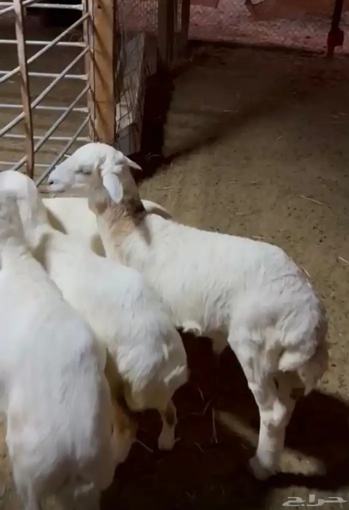هرافا لبانيه تحت امهاتها 2