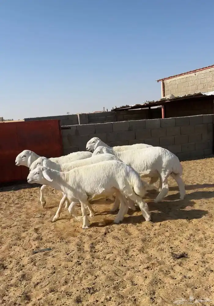 مشاريع فحول حري صنف عدد 5 1