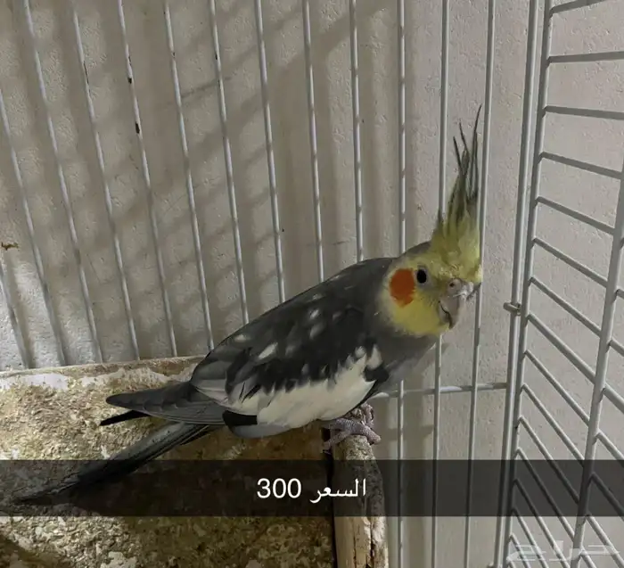 ذكور كروان 2 1