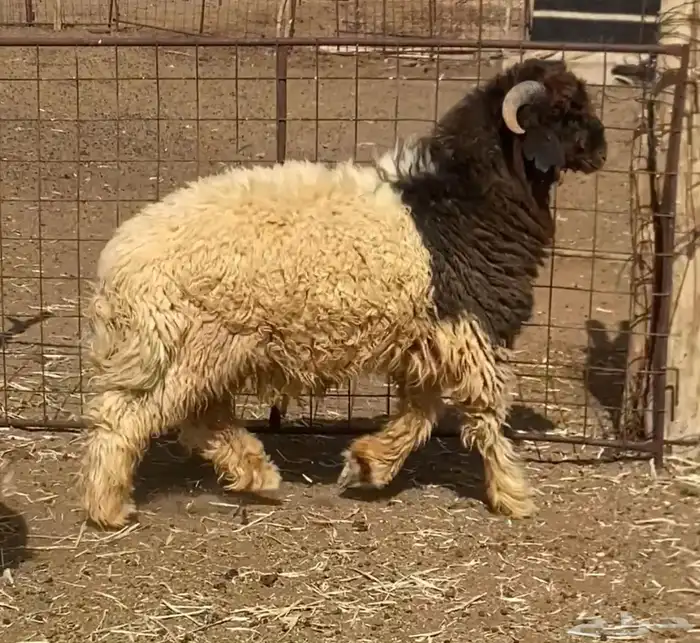 ذبايح طيبة نعيم 0