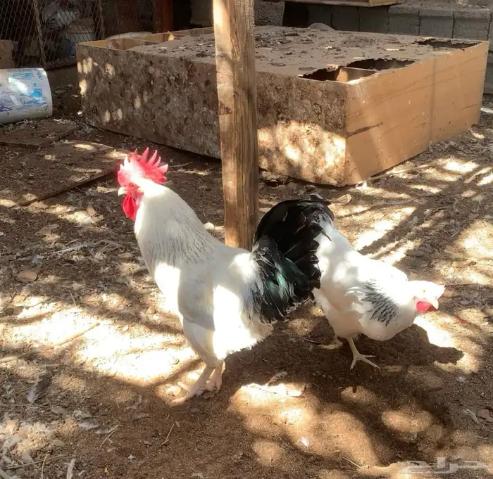 بيض فرنسي مخصب 5