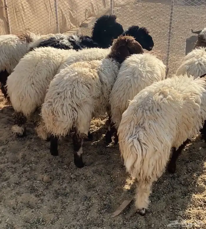 ذبايح طيبة نعيم 10