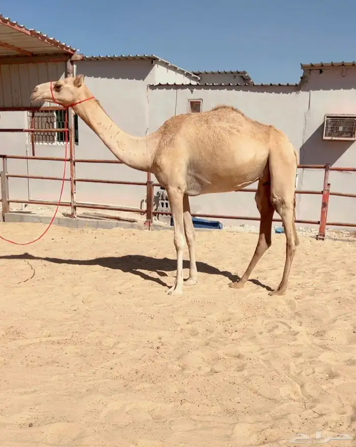 عشرا بكر تحتها بكره ثنيه شكل وسلاله 0